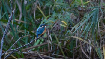 カワセミ 近所の公園 2017年11月16日(木)