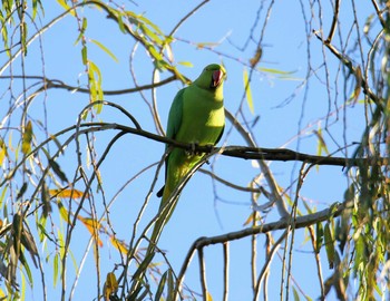 Indian Rose-necked Parakeet 東京都 Thu, 11/16/2017