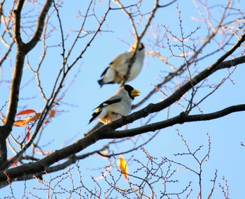 Japanese Grosbeak 東京都 Thu, 11/16/2017