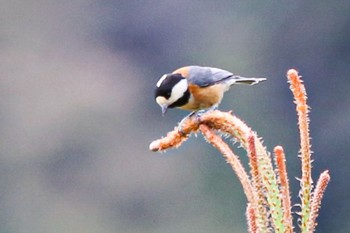 Varied Tit 山口県岩国市美和町 Tue, 4/12/2022