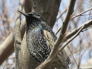 Common Starling 和歌山市 Wed, 3/4/2015