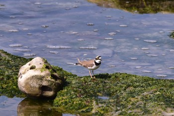 コチドリ 静岡県 御前崎海岸 2022年4月10日(日)