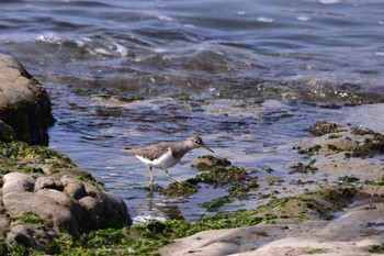 Common Sandpiper 静岡県 御前崎海岸 Sun, 4/10/2022