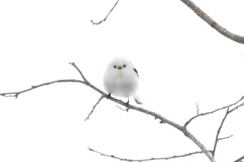 シマエナガ 西岡公園(西岡水源地) 2022年1月3日(月)