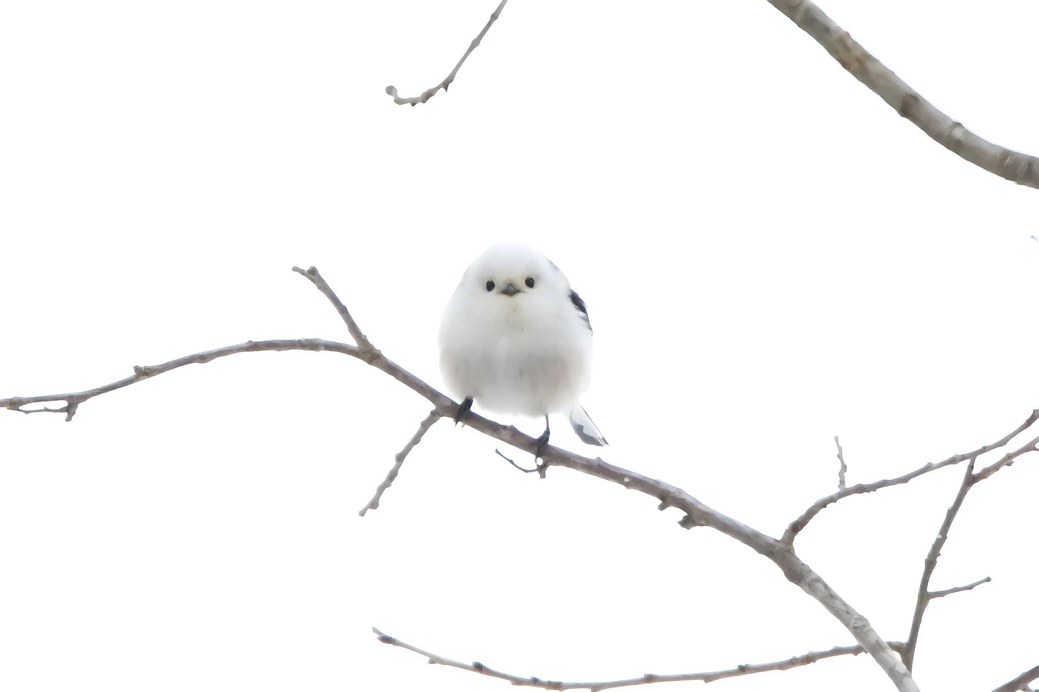 Photo of Long-tailed tit(japonicus) at Nishioka Park by 日野いすゞ