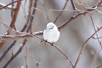 Long-tailed tit(japonicus) Asahiyama Memorial Park Thu, 2/24/2022