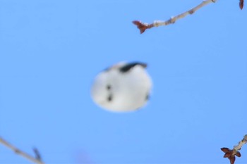 Long-tailed tit(japonicus) Asahiyama Memorial Park Thu, 2/24/2022