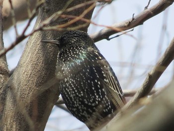 Common Starling 和歌山市 Wed, 3/4/2015