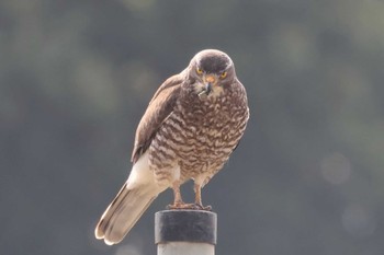 Grey-faced Buzzard 千葉県柏市 Sat, 4/9/2022