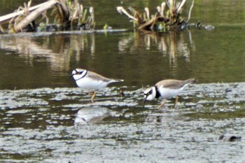 2022年4月11日(月) 江津湖の野鳥観察記録