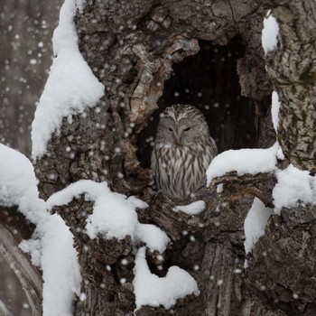 Ural Owl(japonica) Otohabashi Fri, 12/7/2018