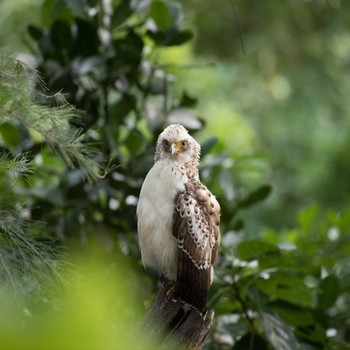 Crested Serpent Eagle Ishigaki Island Thu, 10/19/2017