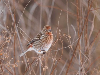 Pallas's Rosefinch 諏訪湖周辺 Sat, 1/15/2022