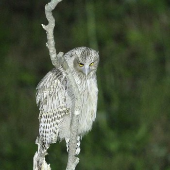 Blakiston's Fish Owl 羅臼 Wed, 6/12/2013