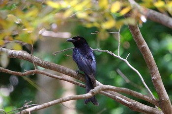 Spangled Drongo Cairns Cemetery Sat, 10/7/2017