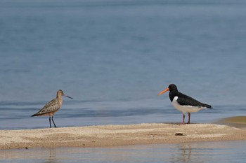 Tue, 4/12/2022 Birding report at 飯梨川河口(島根県安来市)