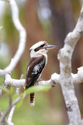 Sat, 10/7/2017 Birding report at Cairns Cemetery