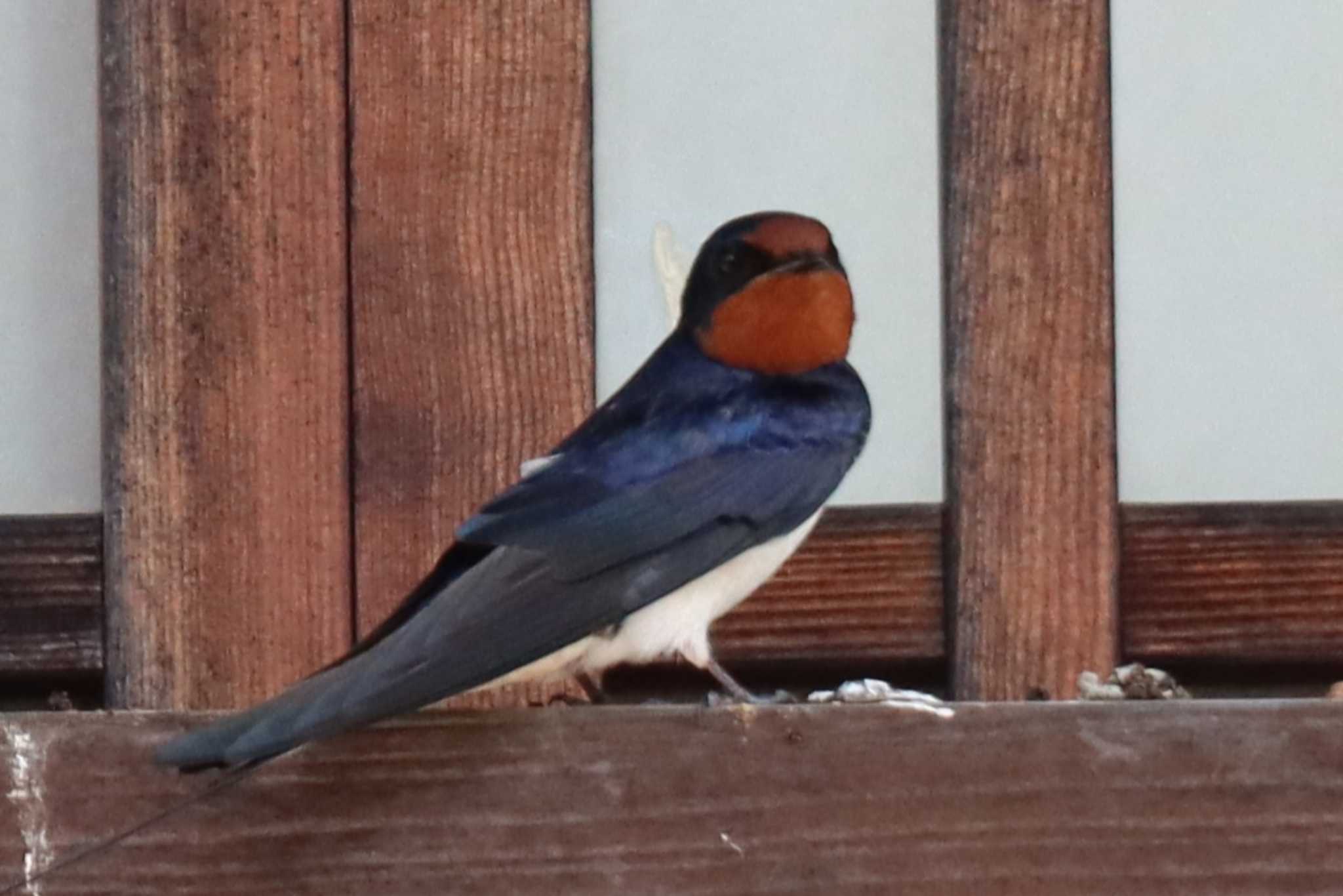 Photo of Barn Swallow at 伊勢 by ゆりかもめ