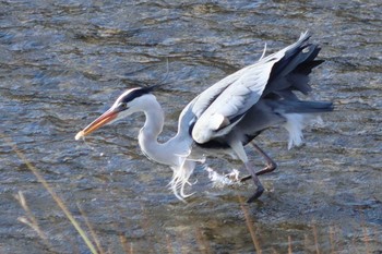 Grey Heron 鴨川 Sun, 2/27/2022