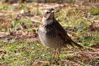 Dusky Thrush Kyoto Gyoen Tue, 2/22/2022