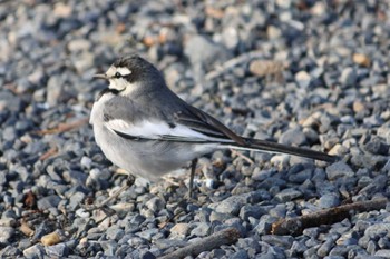 White Wagtail Kyoto Gyoen Tue, 2/22/2022