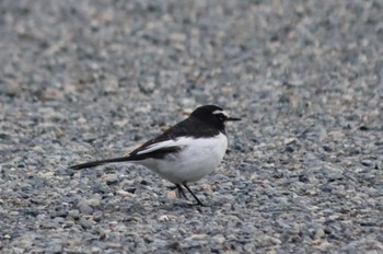 Japanese Wagtail Kyoto Gyoen Tue, 2/22/2022