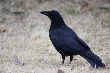 Carrion Crow Kyoto Gyoen Sun, 2/27/2022