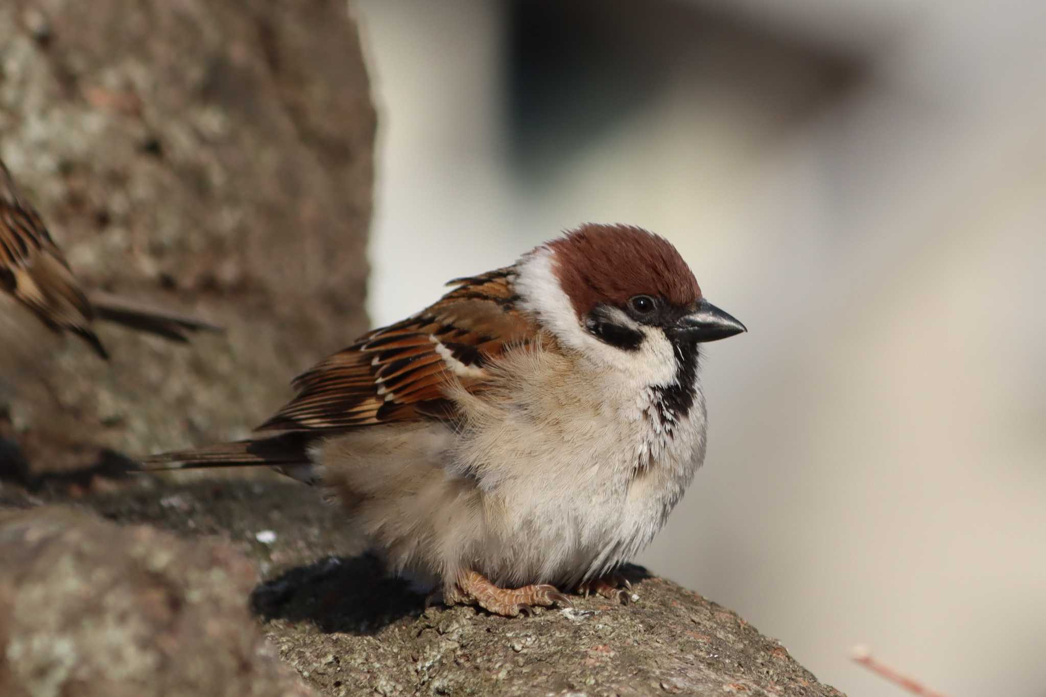 Photo of Eurasian Tree Sparrow at 鴨川 by ゆりかもめ