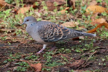 Oriental Turtle Dove Kyoto Gyoen Mon, 3/14/2022