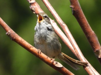 Japanese Bush Warbler 長瀞町 Sun, 4/11/2021