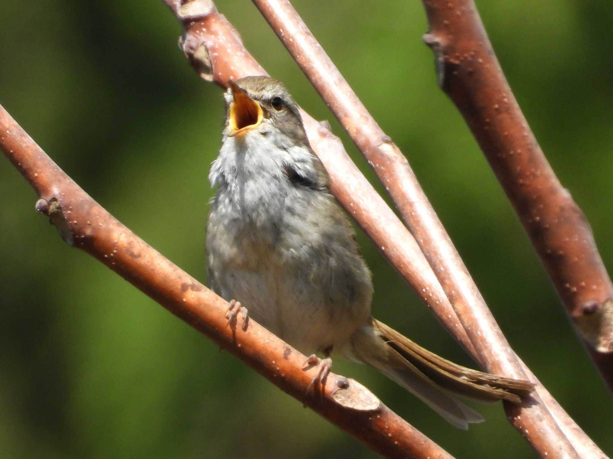 （昨年撮影）きれいに大きく鳴ける・・ by little birds