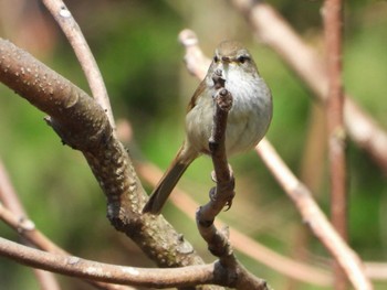 Japanese Bush Warbler 長瀞町 Sun, 4/11/2021