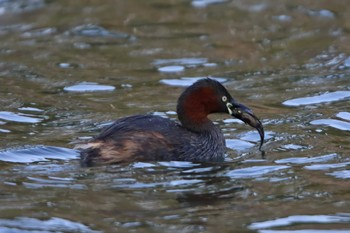 Little Grebe 洗足池(大田区) Mon, 3/7/2022