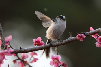 Long-tailed Tit 洗足池(大田区) Mon, 3/7/2022