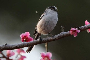 Long-tailed Tit 洗足池(大田区) Mon, 3/7/2022