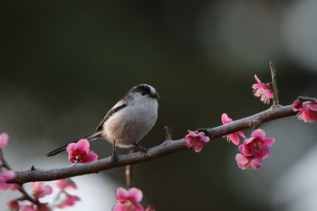 エナガ 洗足池(大田区) 2022年3月7日(月)