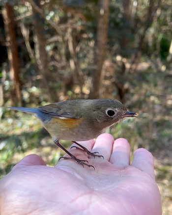 Red-flanked Bluetail 不動ヶ池 Wed, 4/6/2022