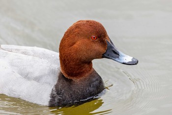 Common Pochard 生の松原 Mon, 3/21/2022