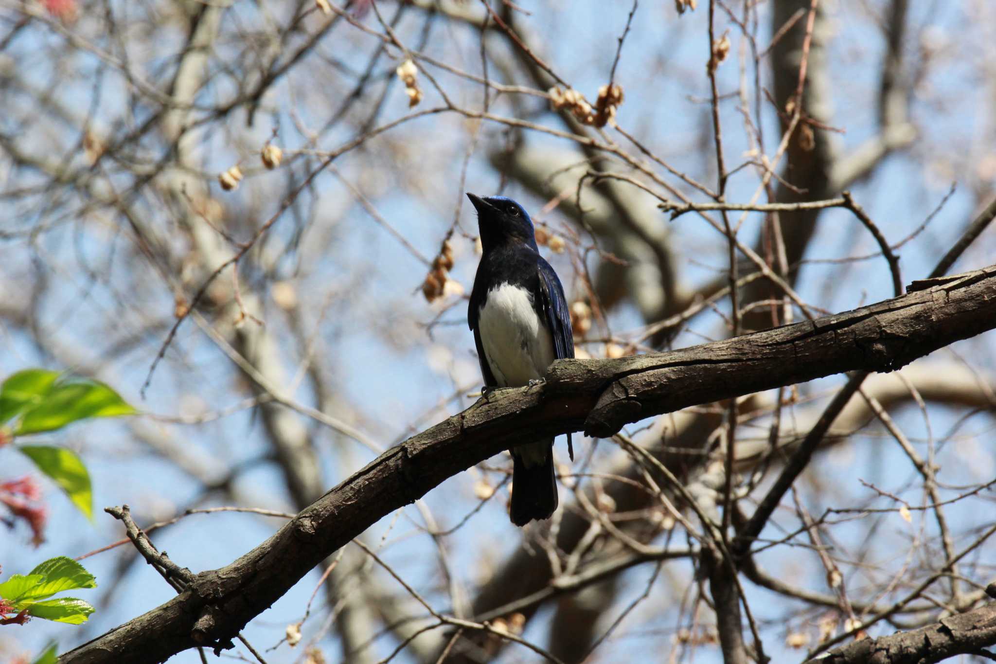 Photo of Blue-and-white Flycatcher at Osaka castle park by 137