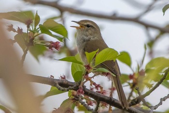 ウグイス 瀬谷 2022年4月13日(水)