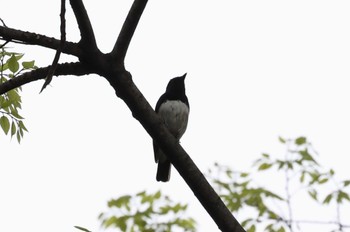 Blue-and-white Flycatcher 猪名川公園 Wed, 4/13/2022