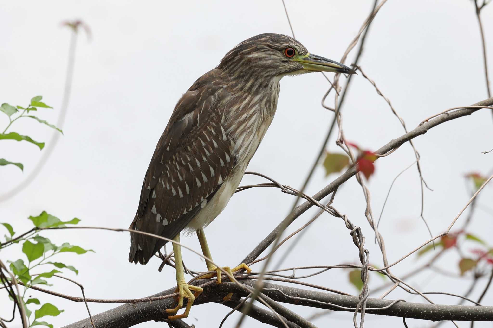 Photo of Black-crowned Night Heron at 猪名川公園 by トビトチヌ