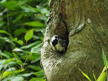 Japanese Tit 横浜市 Wed, 4/13/2022