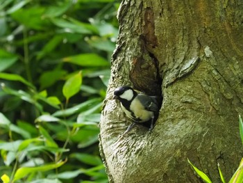 Japanese Tit 横浜市 Wed, 4/13/2022