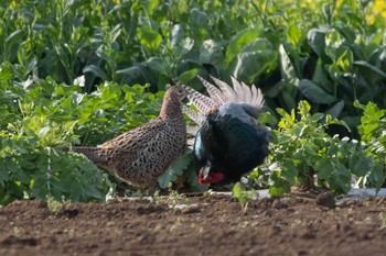 Green Pheasant 瀬谷 Wed, 4/13/2022