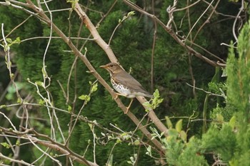 2022年4月13日(水) 松江市島根町の野鳥観察記録