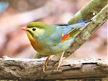 ソウシチョウ ささやまの森公園(篠山の森公園) 2022年4月13日(水)