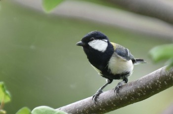 シジュウカラ 江津湖 2022年4月13日(水)