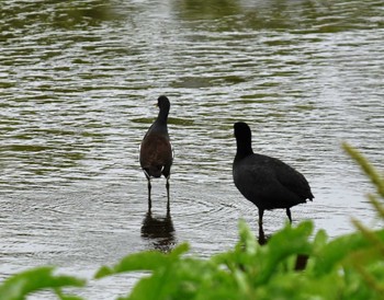 Eurasian Coot 江津湖 Wed, 4/13/2022