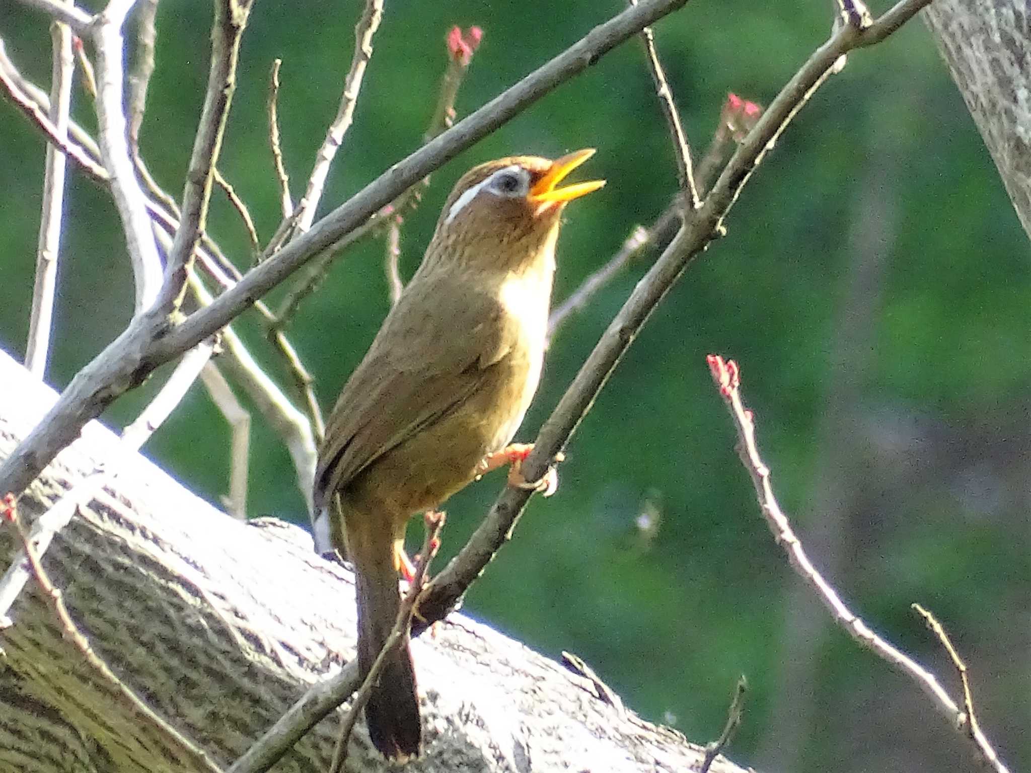 ガビチョウ